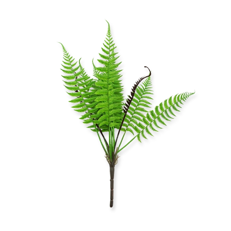 paprotka-do-terrarium