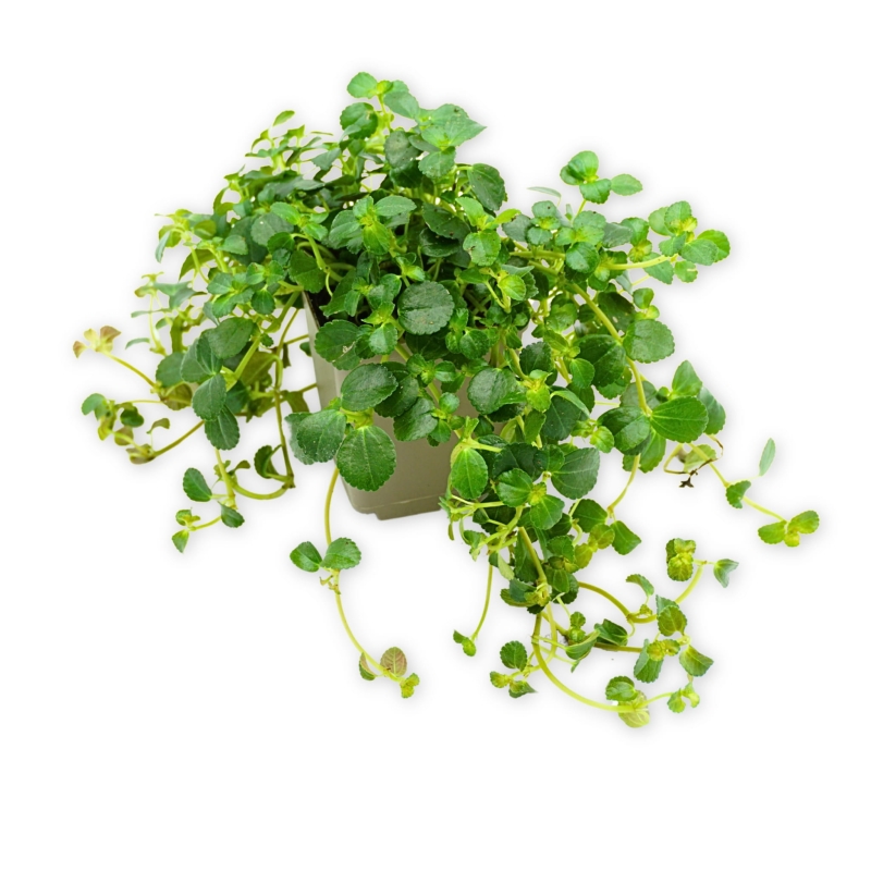 Pilea-depressa-Zywa-Roslina-do-Terrarium