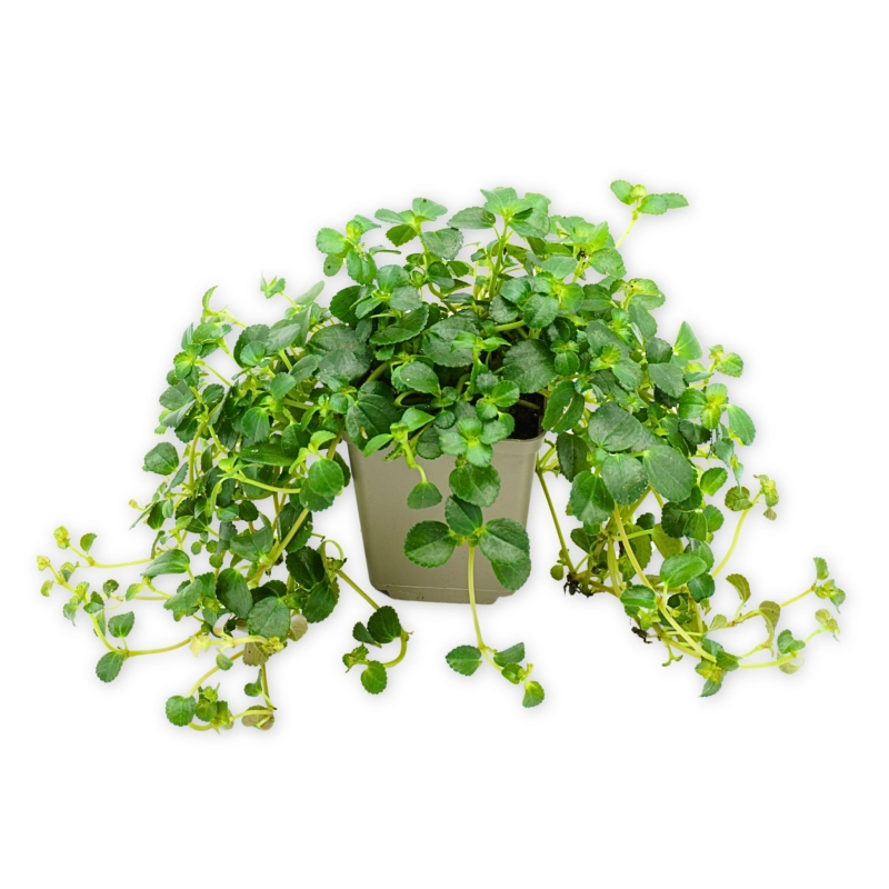 Pilea-depressa-Zywa-Roslina-do-Terrarium
