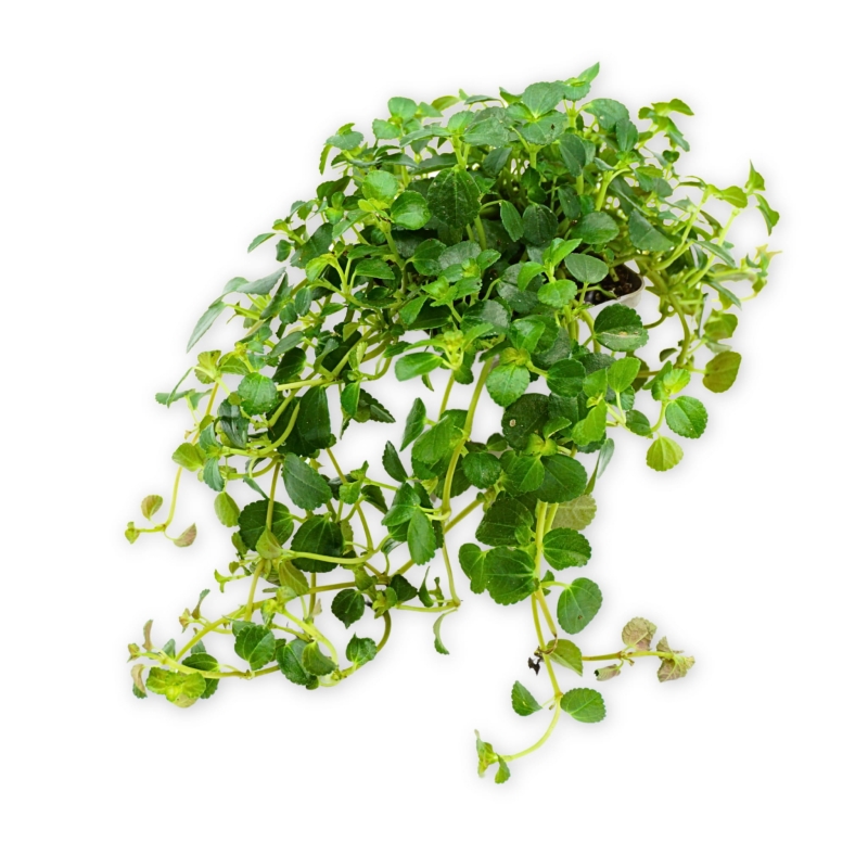 Pilea-depressa-Zywa-Roslina-do-Terrarium