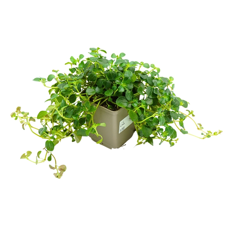 Pilea-depressa-Zywa-Roslina-do-Terrarium