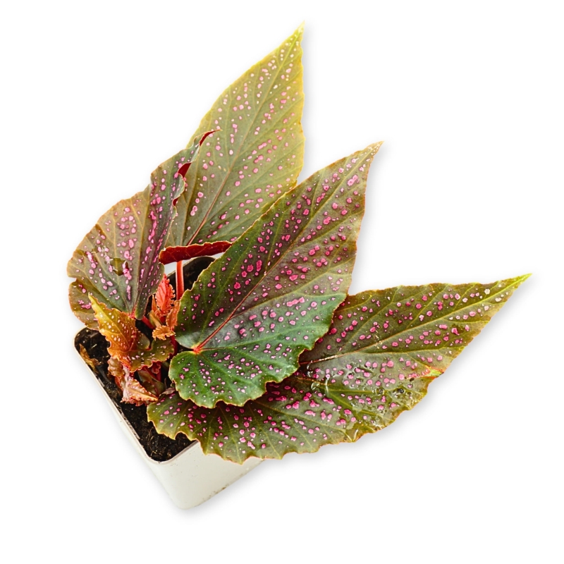 Begonia-banigo-Polka-Dot-Zywa-Roslina-do-Terrarium
