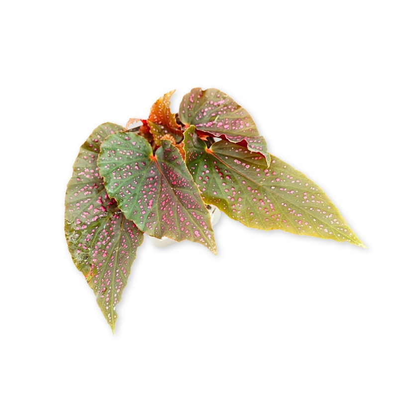 Begonia-banigo-Polka-Dot-Zywa-Roslina-do-Terrarium