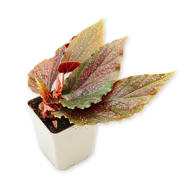 Begonia-banigo-Polka-Dot-Zywa-Roslina-do-Terrarium