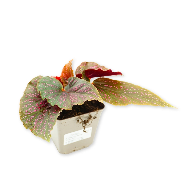 Begonia-banigo-Polka-Dot-Zywa-Roslina-do-Terrarium