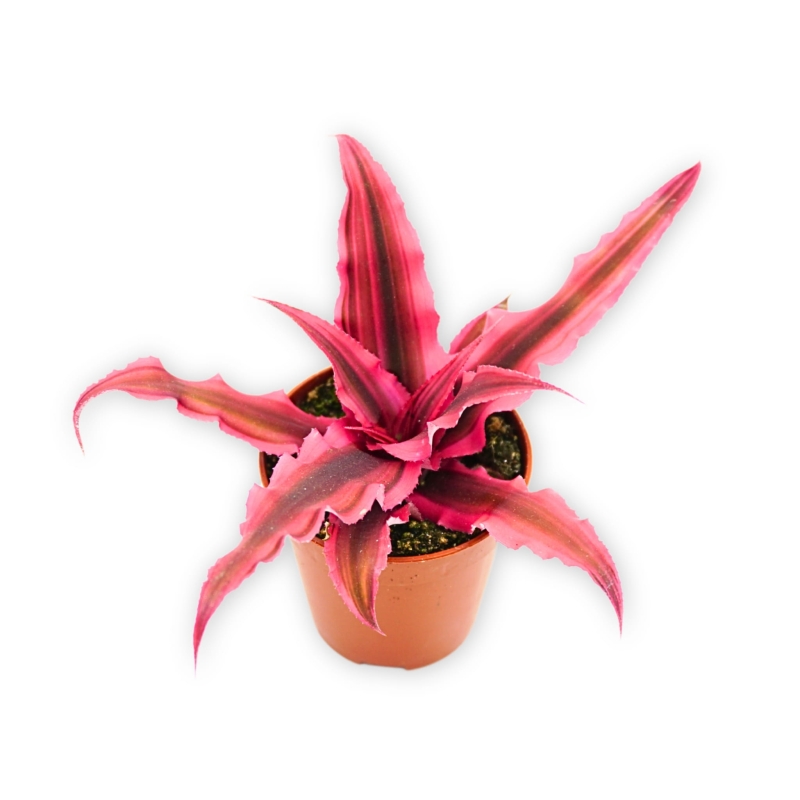 Skrytokwiat-Cryptanthus-bivittatus-pink
