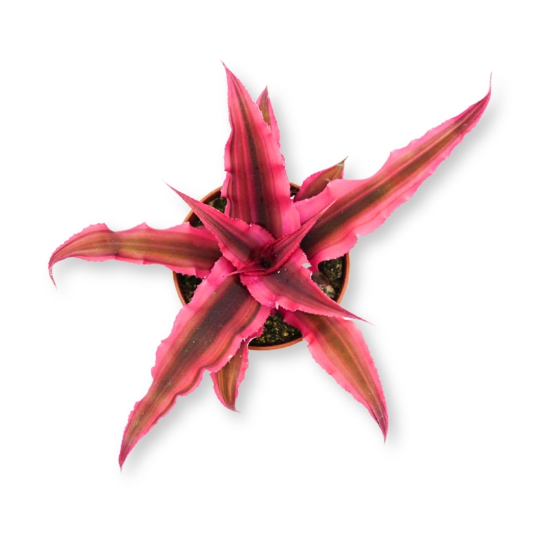 skrytokwiat-rozowy-zywa-roslina-do-terrarium