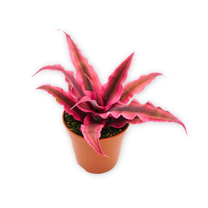 zywa-ozdoba-terrarium