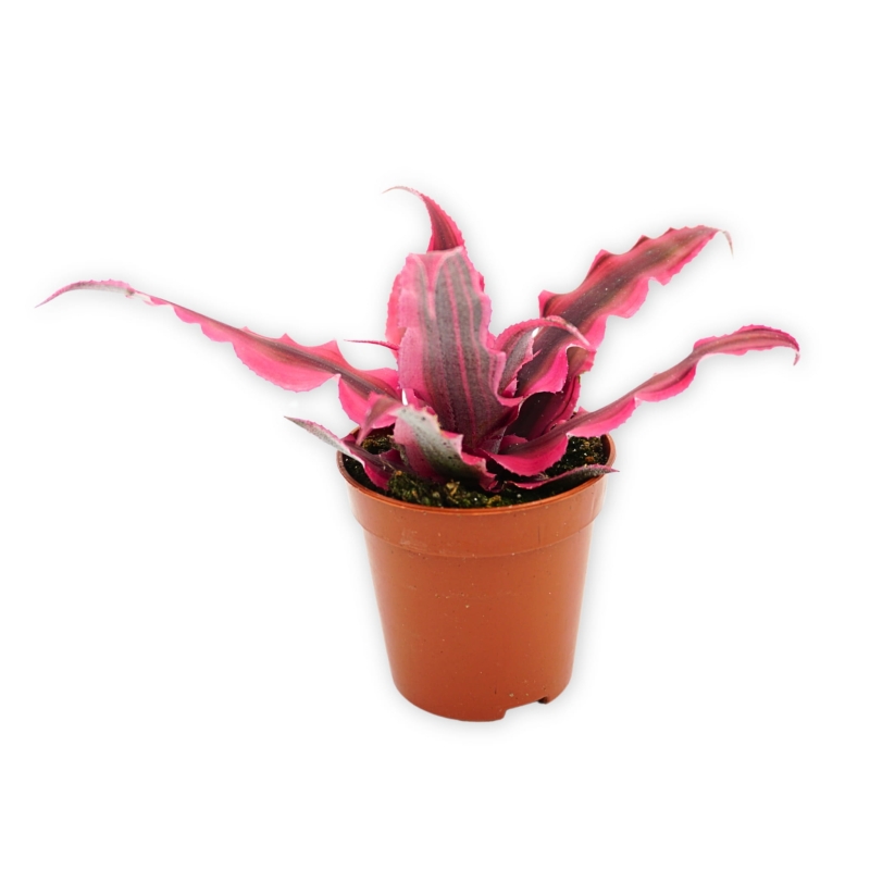 zywa-roslina-do-terrarium