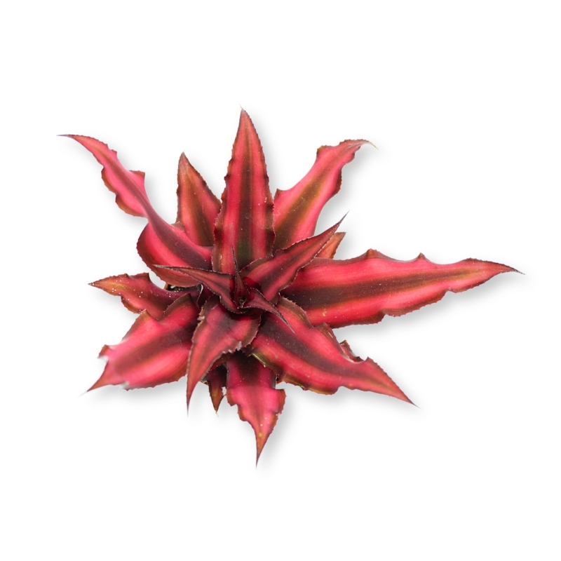Skrytokwiat-Cryptanthus-bivittatus-red