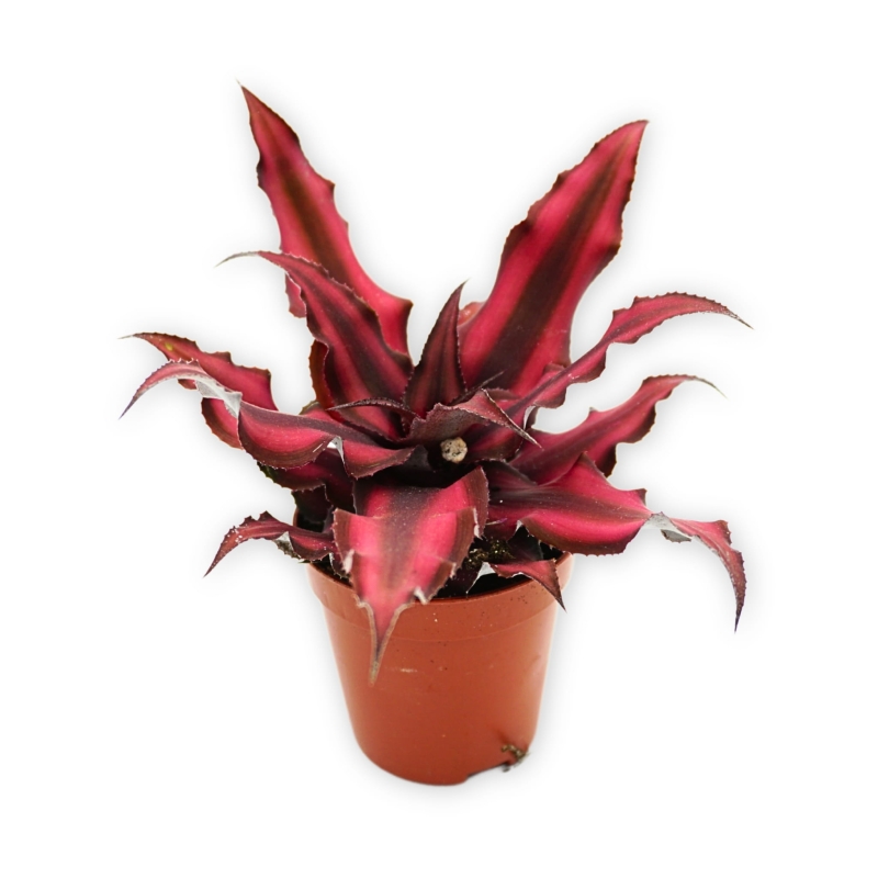 skrytokwiat-czerwony