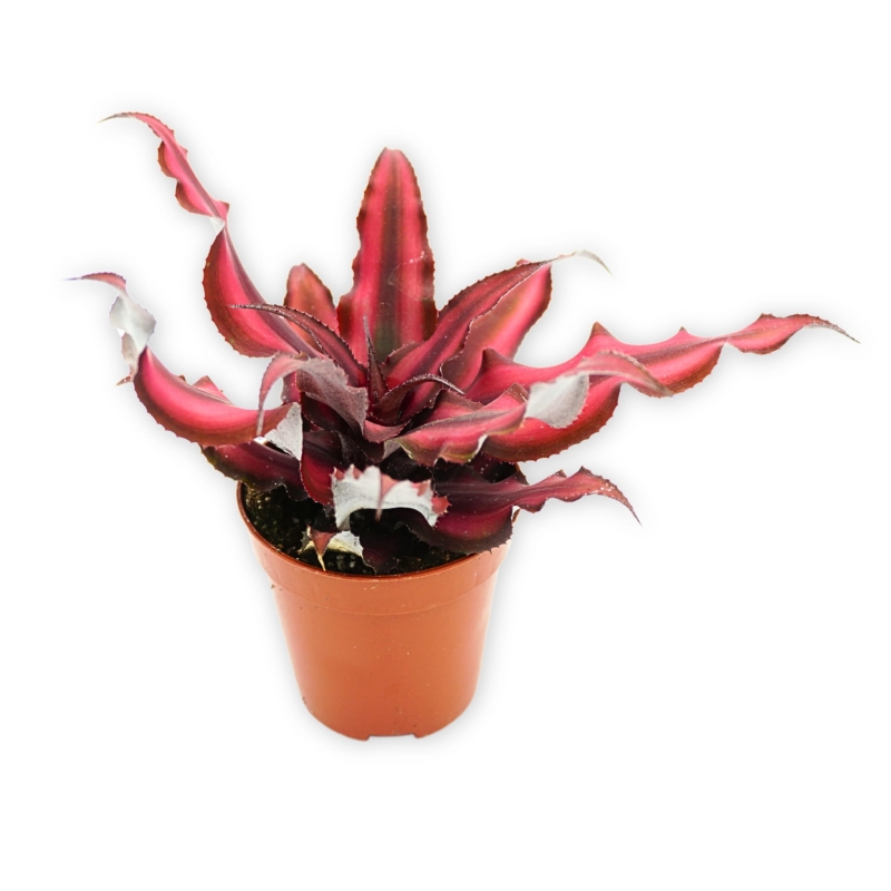 zywa-roslina-do-terrarium