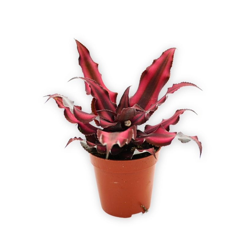 zywa-ozdoba-terrarium