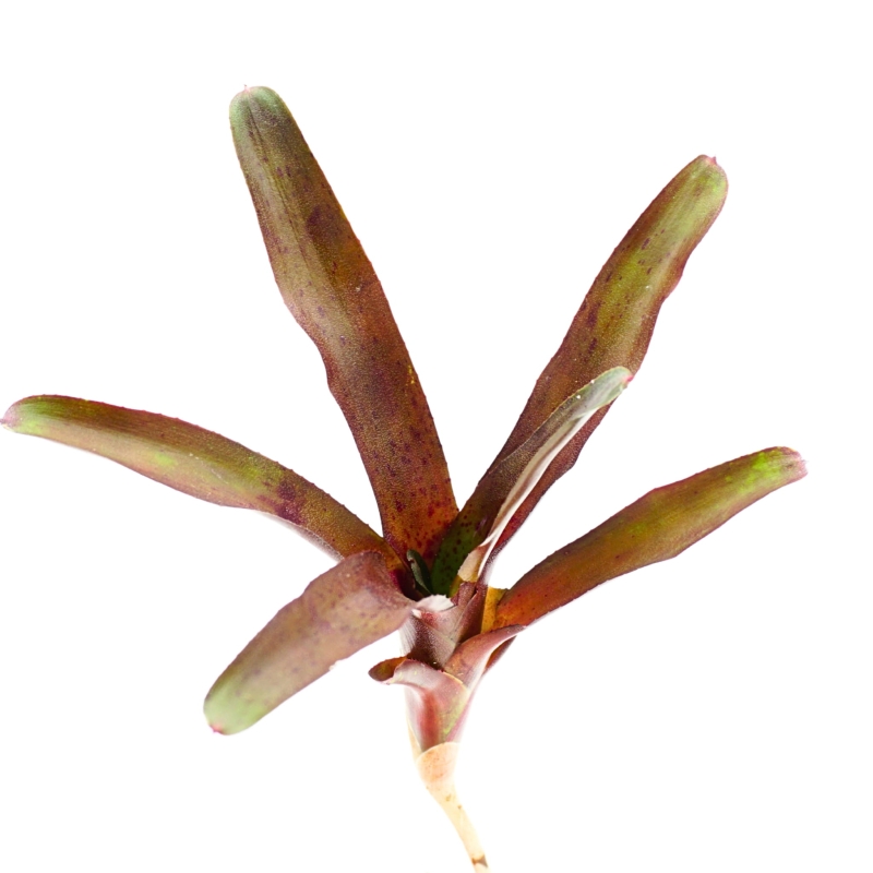 Neoregelia-amazon-Zywa-Roslina-do-Terrarium