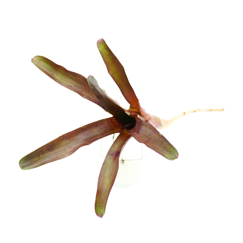 Neoregelia-amazon-Zywa-Roslina-do-Terrarium