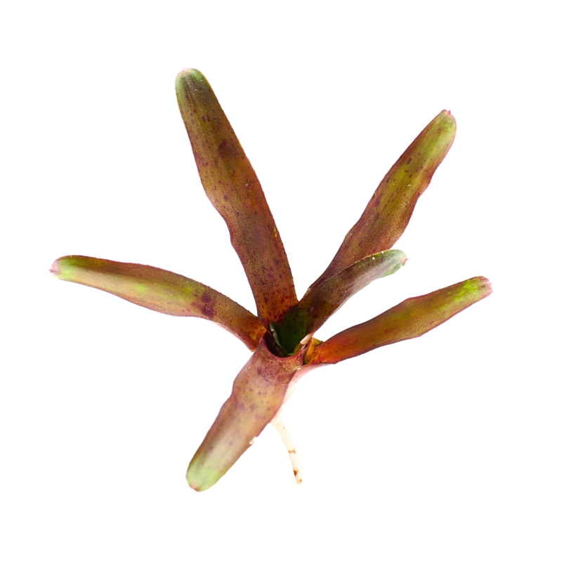 Neoregelia-amazon-Zywa-Roslina-do-Terrarium