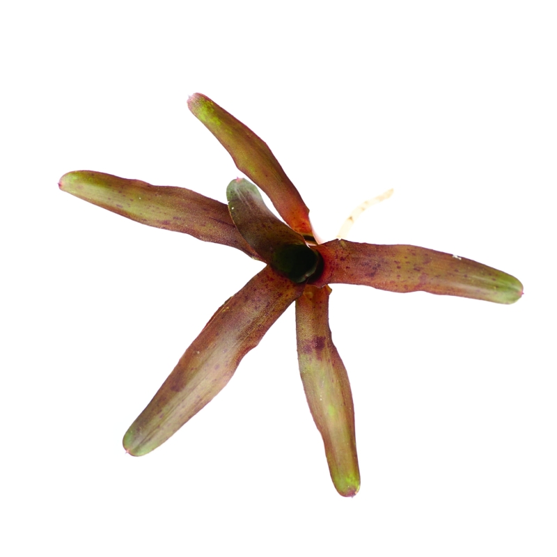 Neoregelia-amazon-Zywa-Roslina-do-Terrarium
