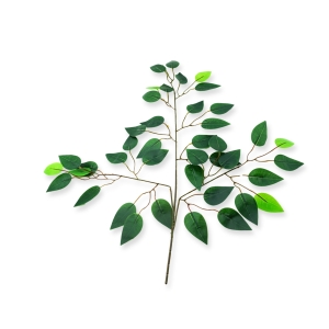 Fikus gałązka 2 roślina do terrarium 