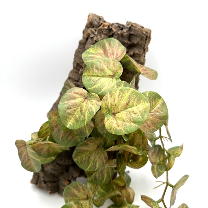 BioBush-roslina-do-terrarium