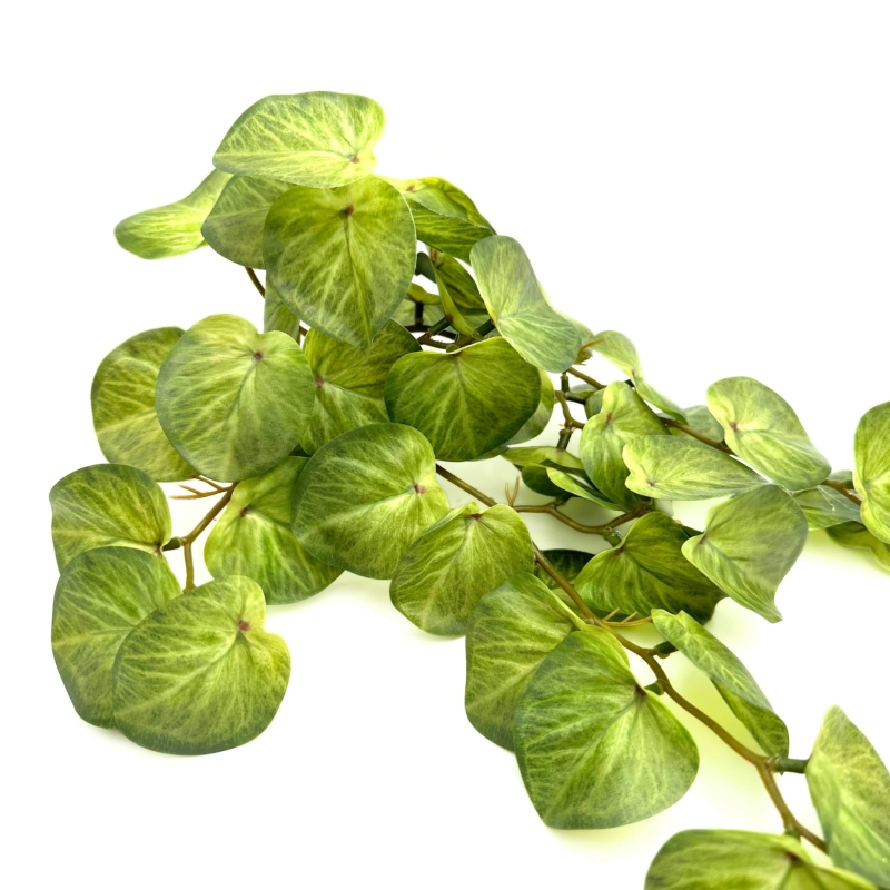 BioBush-roslina-do-terrarium