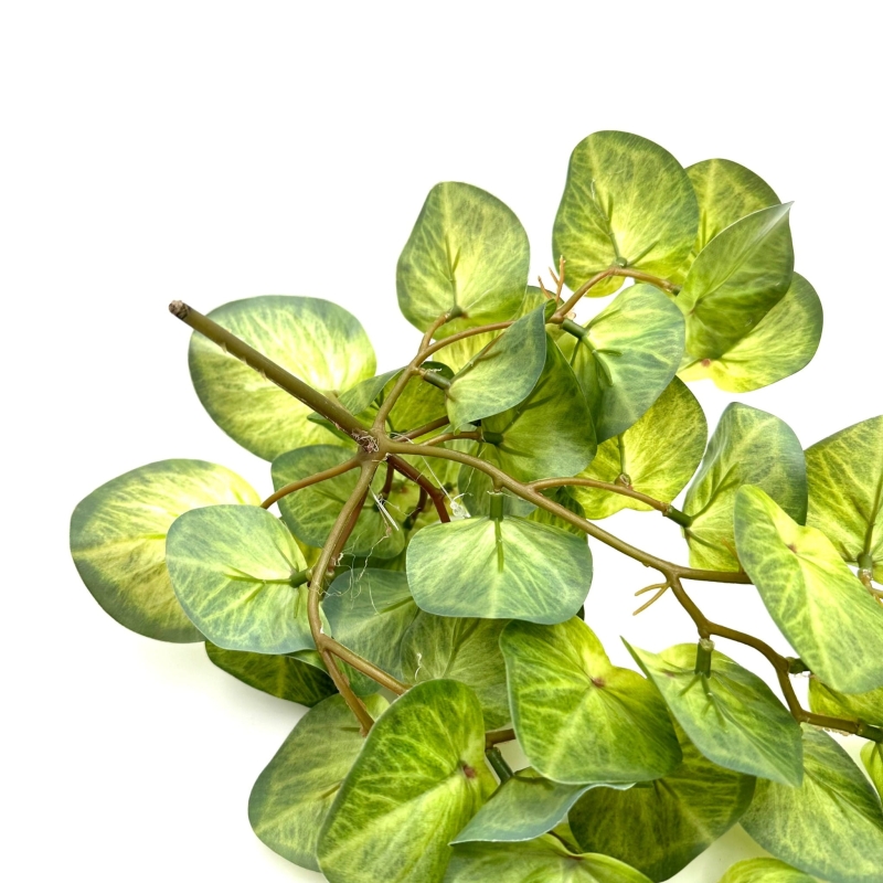 pilea-do-terrarium