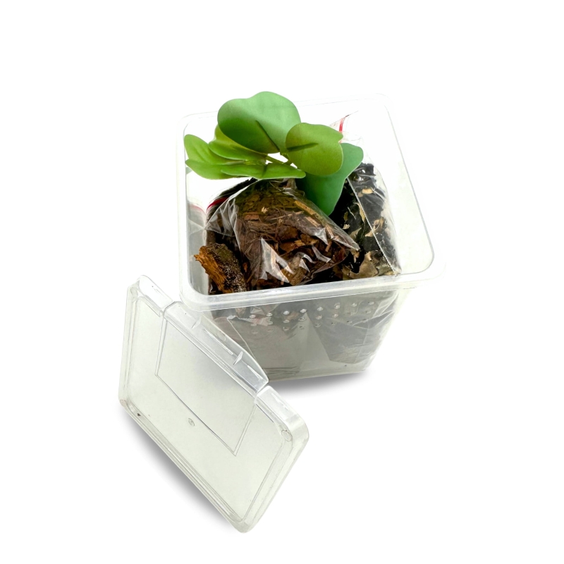 zestaw-pajeczarza-dla-mlodych-pajakow-nadrzewnych