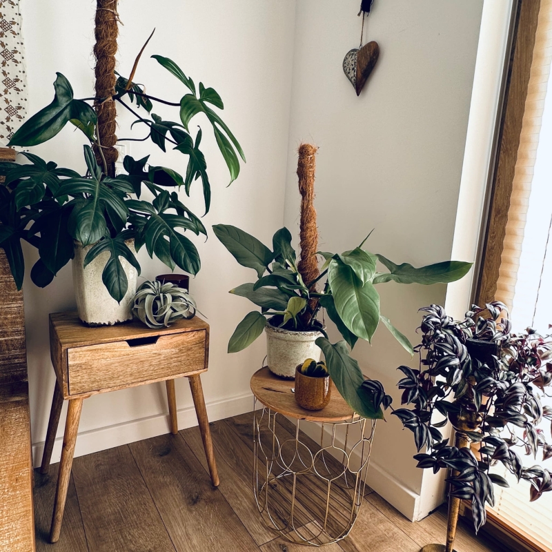 Tradescantia-zebrina-Trzykrotka-pasiasta-zywa-roslina-do-Terrarium