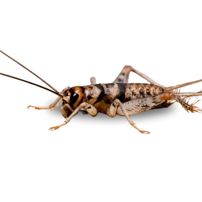 swierszcz-bananowy-jedzenie-dla-gekona-dla-jaszczurki-dla-pajaka