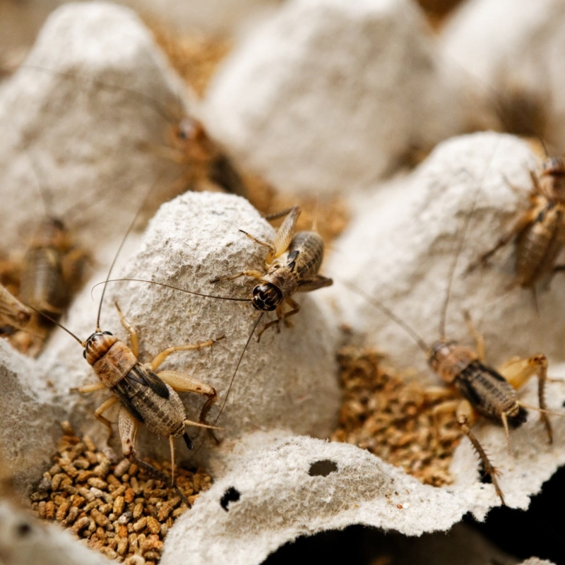 karmowka-dla-agamy-jaszczurek-kameleona