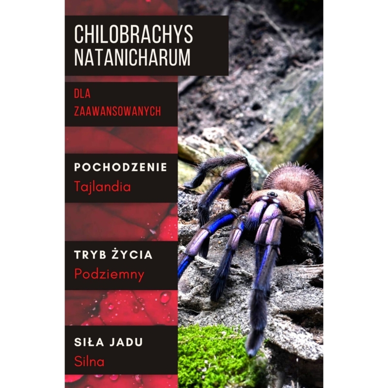 CHILOBRACHYS-NATANICHARUM-ptasznik-dla-zaawansowanych