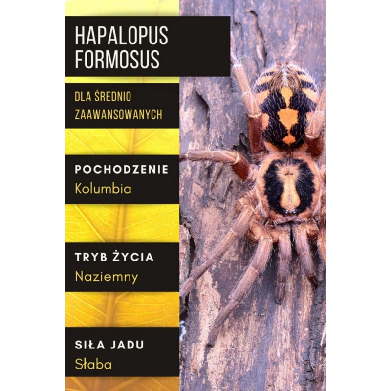 HAPALOPUS-FORMOSUS-ptasznik-dla-sredniozaawansowanych