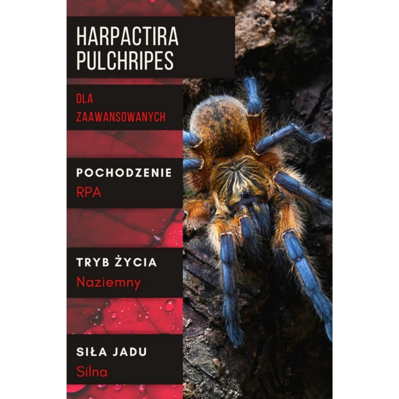 HARPACTIRA-PULCHRIPES-ptasznik-dla-zaawansowanych
