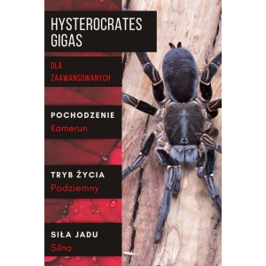 Ptasznik HYSTEROCRATES GIGAS L1