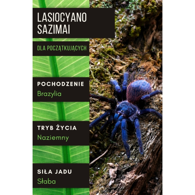 LASIOCYANO-SAZIMAI-ptasznik-dla-poczatkujacych