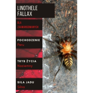 Linothele fallax L3