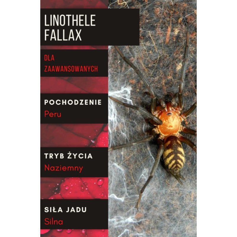 Linothele-fallax-ptasznik-dla-zaawansowanych