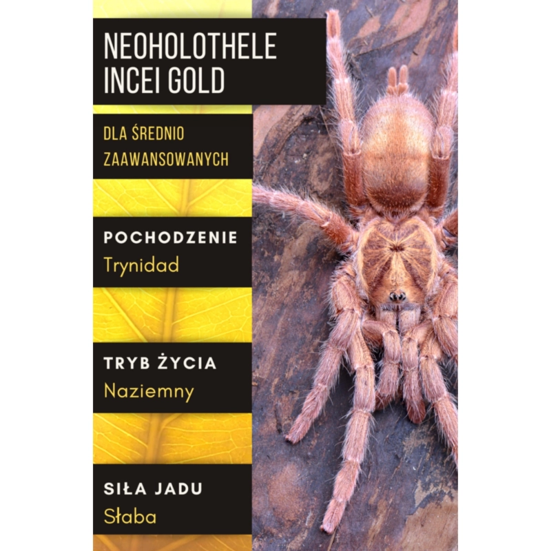 NEOHOLOTHELE-INCEI-GOLD-ptasznik-dla-sredniozaawansowanych