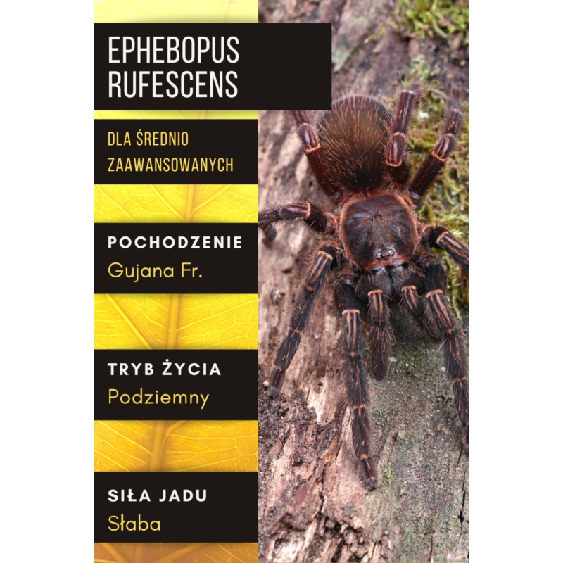 EPHEBOPUS-RUFESCENS-ptasznik-dla-sredniozaawansowanych