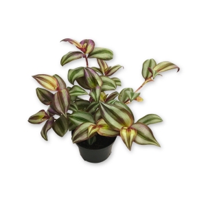 Tradescantia zebrina Trzykrotka pasiasta 30cm - Żywa Roślina do Terrarium