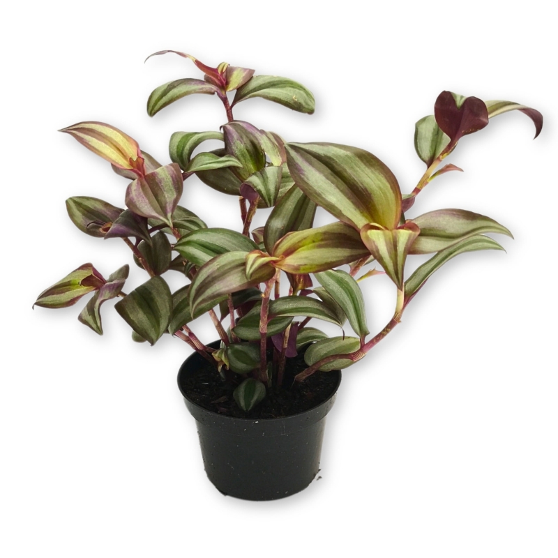 Tradescantia-zebrina