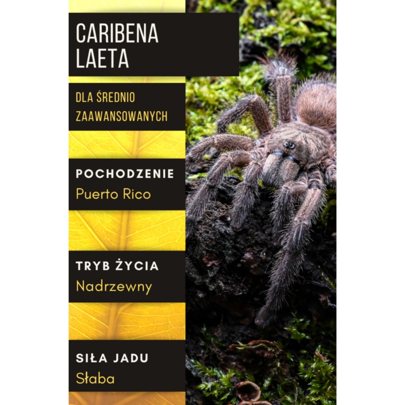 CARIBENA-LAETA-pajak-dla-sredniozaawansowanych