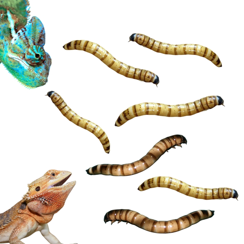 karmowka-dla-jaszczurki-agamy-zaby-kameleona