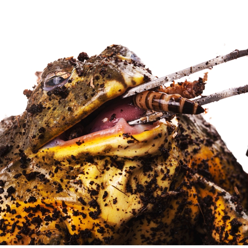 zywy-pokarm-dla-jaszczurki-agamy-zaby-kameleona