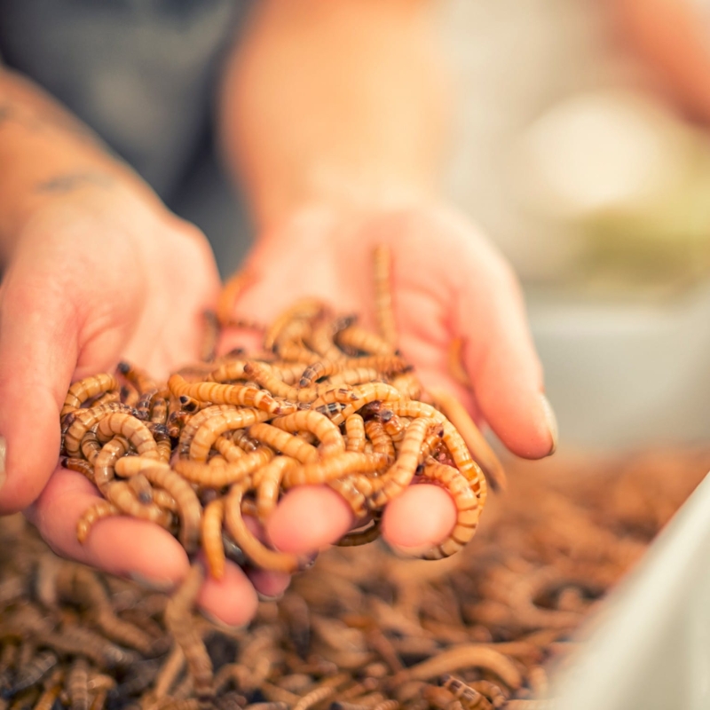 drewnojady-zywe-larwy-karmowka