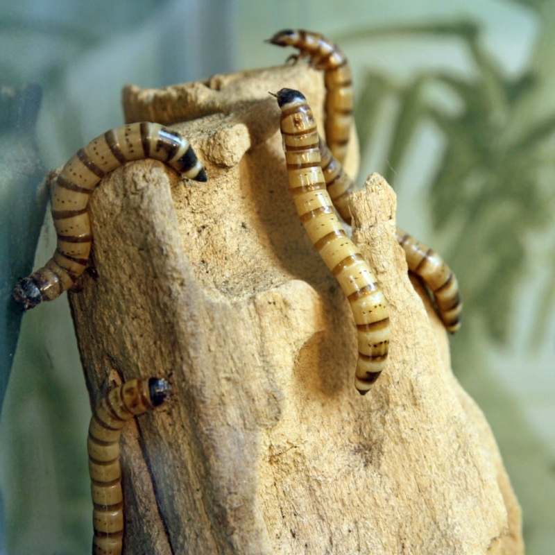 zywe-larwy-drewnojada-dla-jaszczurki-agamy-zaby-kameleona