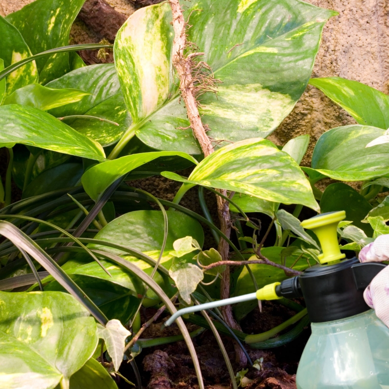 zraszanie-nawadnianie-terrarium