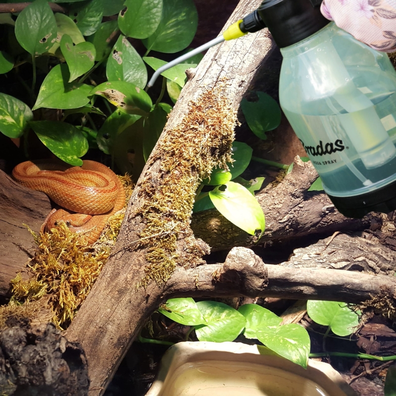 opryskiwanie-roslin-w-terrarium