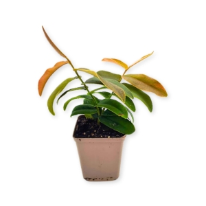 Marcgravia sintenisii - Żywa Roślina do Terrarium