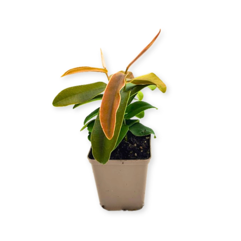 Marcgravia-sintenisii-zywa-Roslina-do-Terrarium