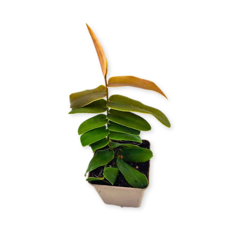 Marcgravia-sintenisii-zywa-Roslina-do-Terrarium
